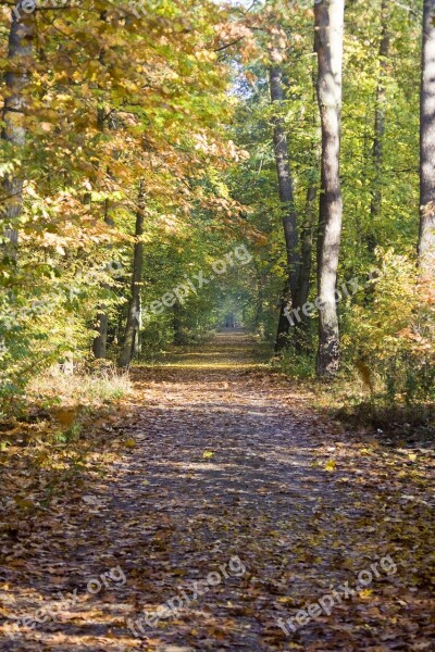 Autumn Way Trail Beech Wood Golden October