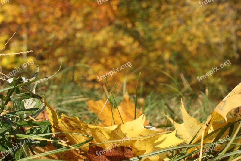 Forest Floor Golden October Autumn Sunny