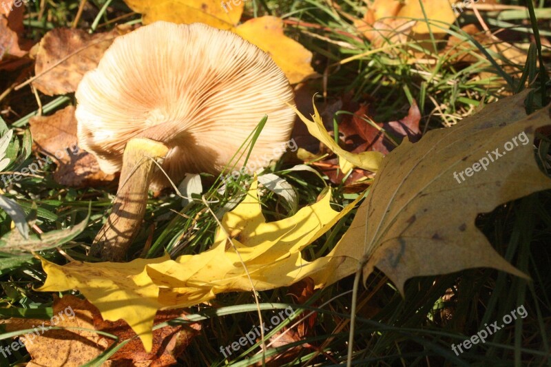 Mushroom Screen Fungus Disc Fungus Lamellar Mushroom Plates