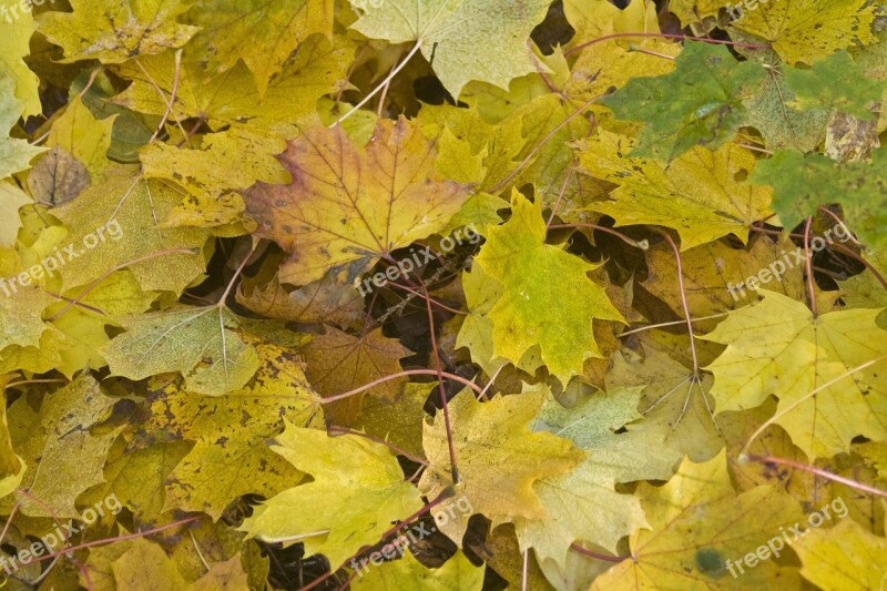 Maple Leaves Forest Floor Golden October Autumn