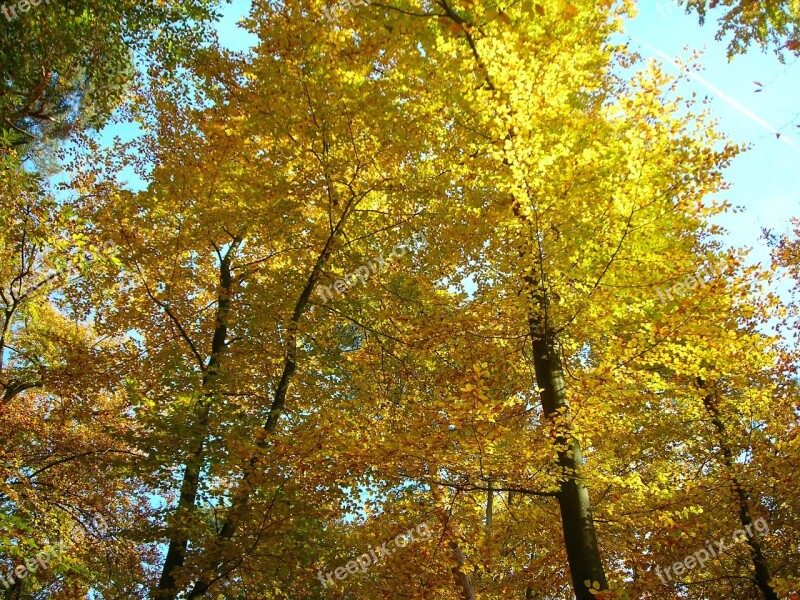 Beech Wood Canopy Golden October Autumn