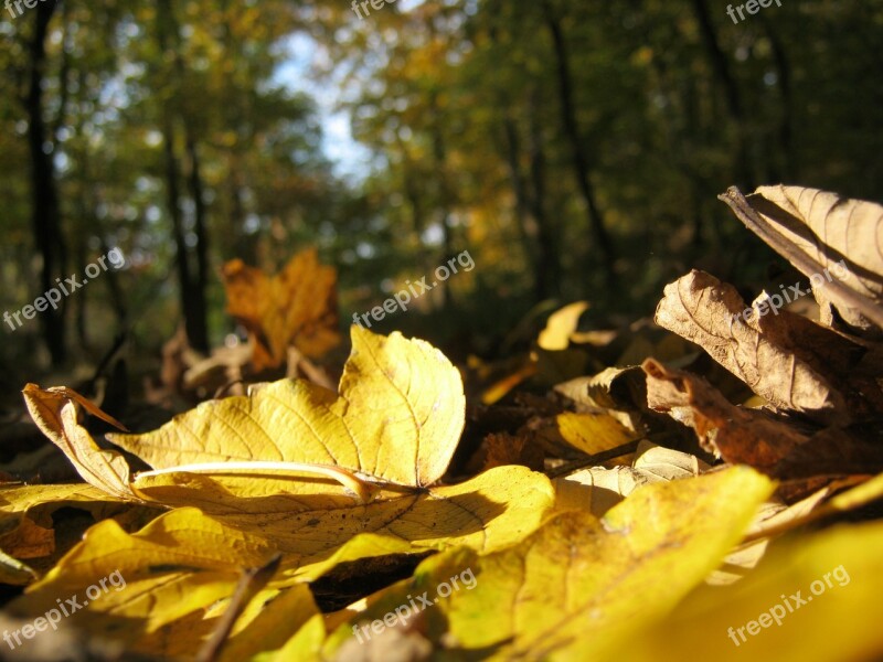 Forest Floor Golden October Autumn Sunny