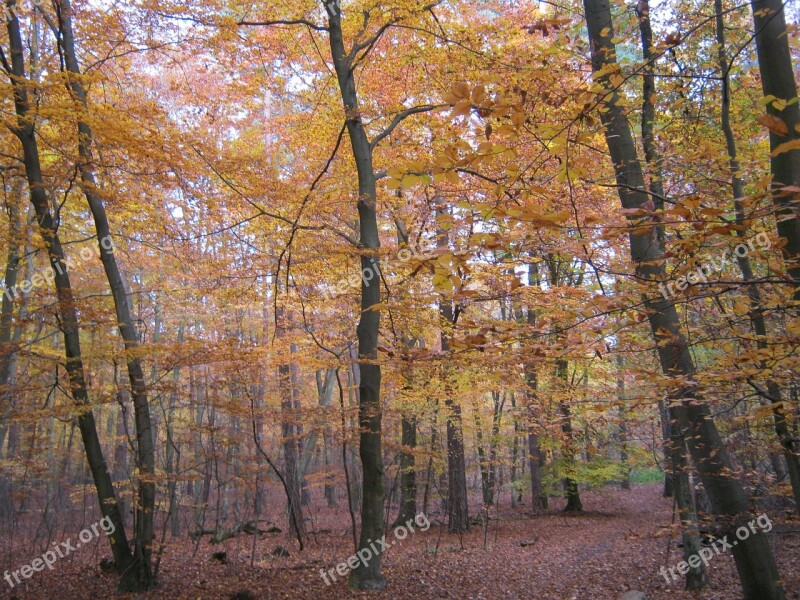 Beech Wood Golden November Autumn Late Autumn