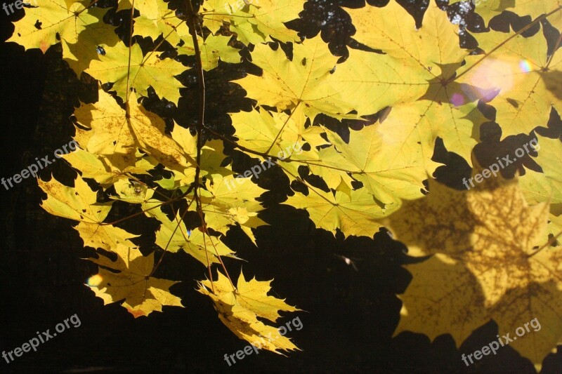 Maple Leaves Golden October Autumn Sunny