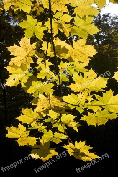 Maple Leaves Golden October Autumn Sunny