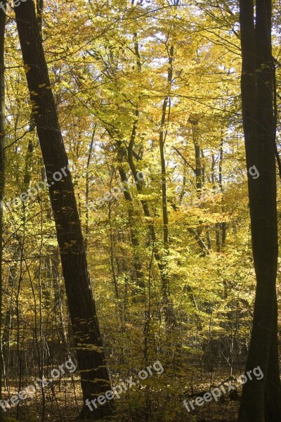 Beech Wood Golden October Autumn Sunny