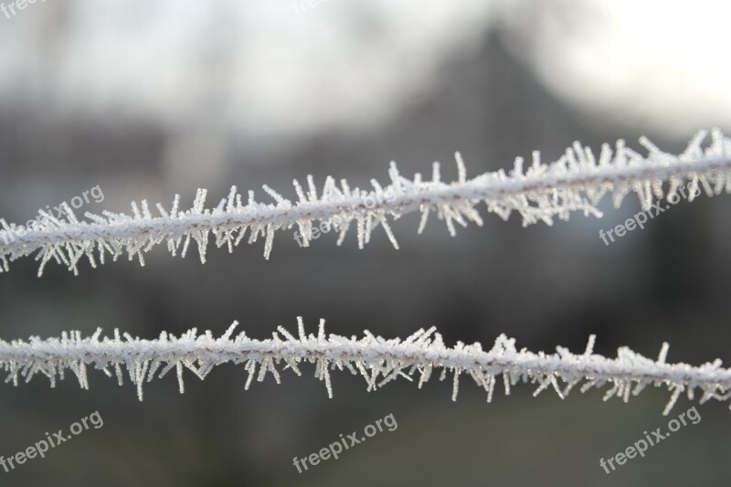 Detail Frost Winter Free Photos