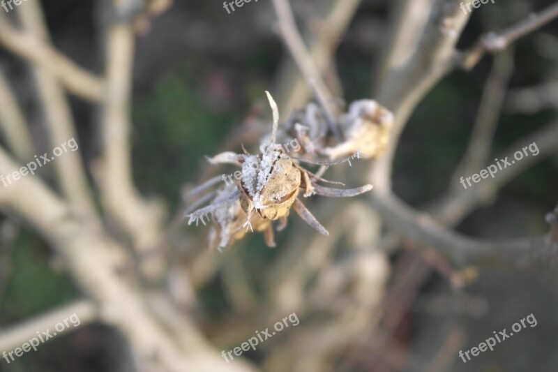 Detail Flower Winter Icing Frost