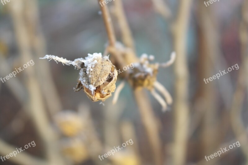 Frost Winter White Flower Garden