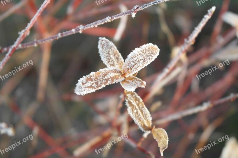 Frost Winter Snow Protection Plant