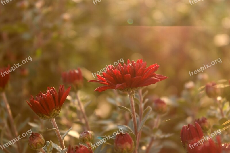 Flower Sun Rays Red Distinction Free Photos