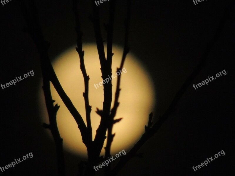 Month Full Moon Dark Night Bush