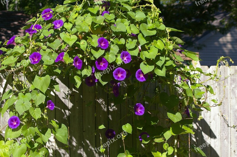 Morning Glory Flowers Garden Climber Climbing Plant