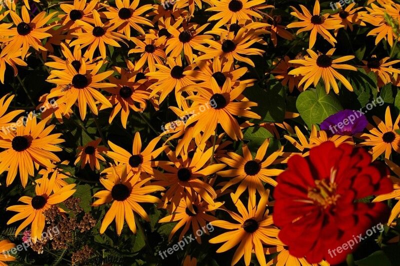 Gloriosa Daisies Flowers Daisy Yellow Daisies