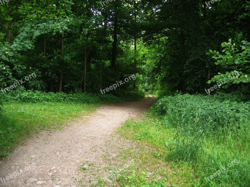 Away Forest Forest Path Glade Direction