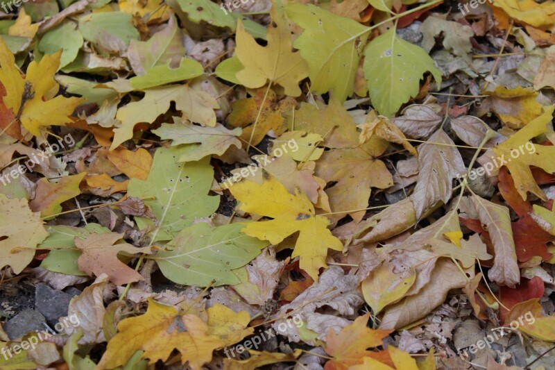 Fall Leaves Fall Leaves Golden Autumn Autumn