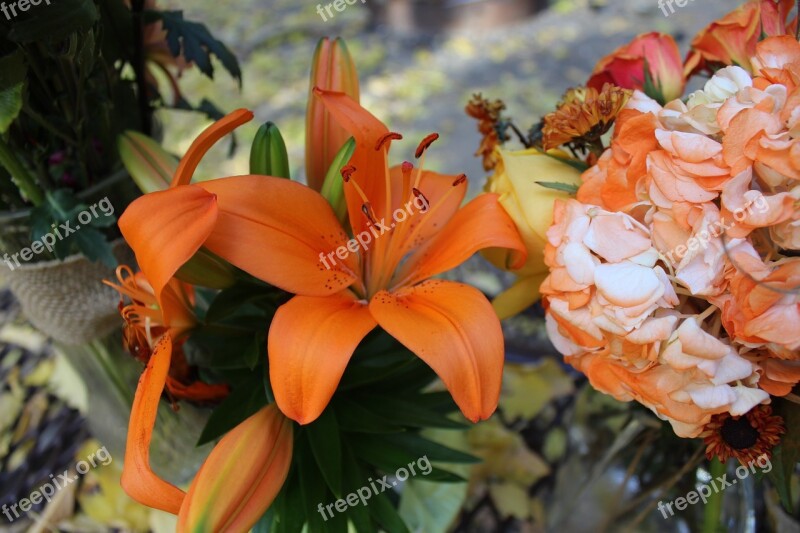 Tiger Lily Lily Tiger Daylily Flowers Flower