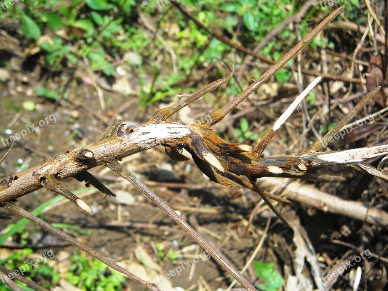 Wood Dahan Twig The Tree Grass