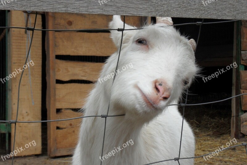 Goat Animal Curious Domestic Goat Farm