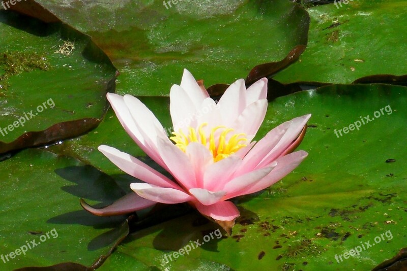 Water Lily Pink Lake Rosengewächs Blossom Bloom