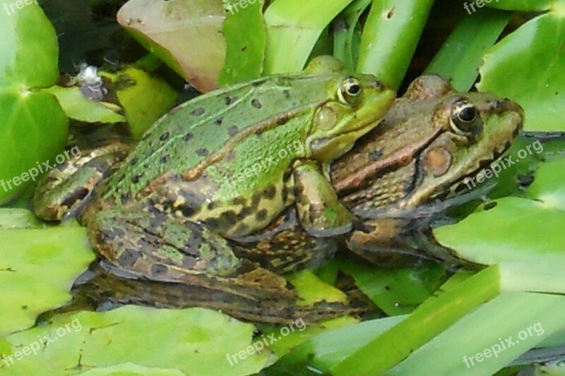 Frogs Pond Love Pairing Sex