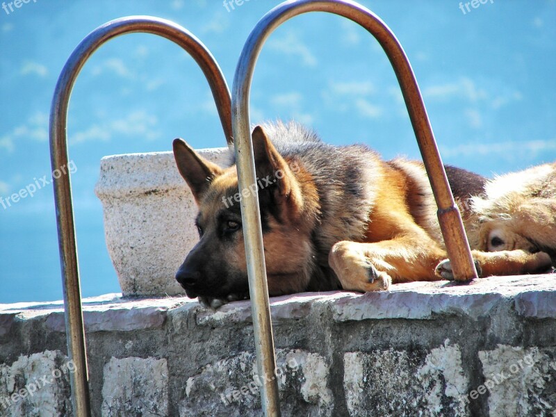 German Shepherd Dog Pet Sad Guardian