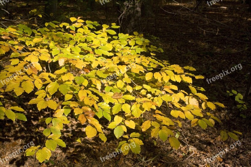 Beech Beech Leaves Leaves Forest Golden