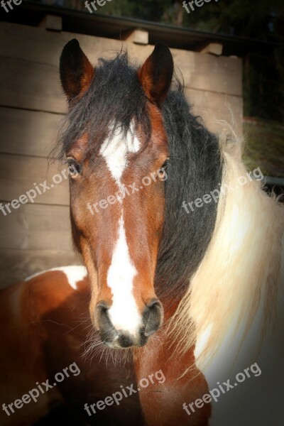 Maddox Foal Horse Pasture Flock