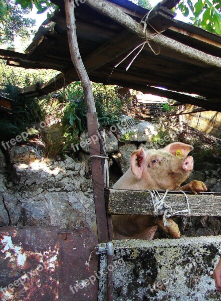 Pig Piggy Mountain Village Funny Animal