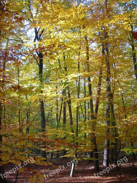 Wooden Wall Forest Golden October Autumn