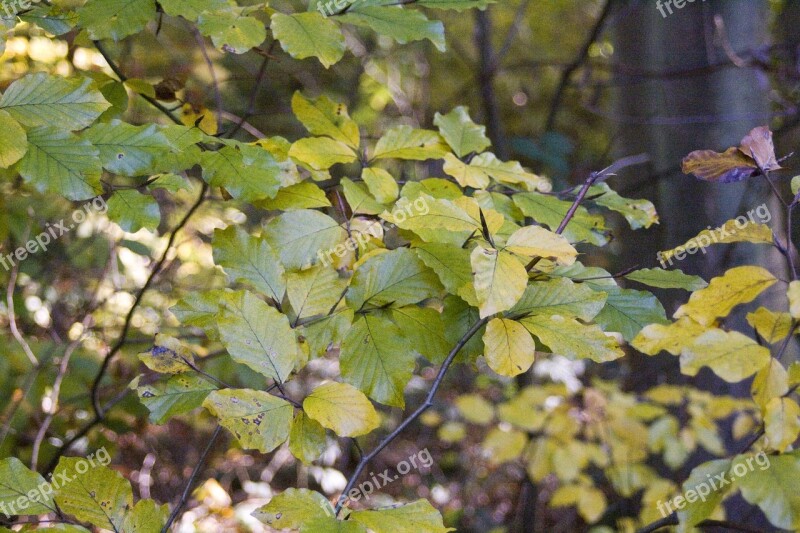 Beech Blaettter Forest Golden October