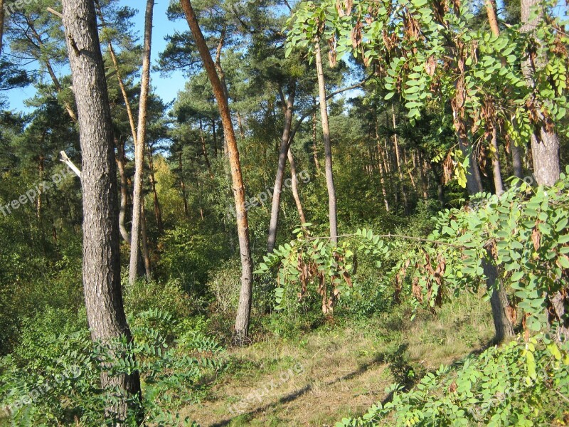 Pine Forest Forest Palatinate Kesselberg Free Photos