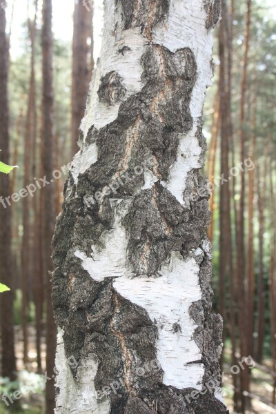 Birch Bark Log Free Photos