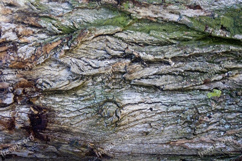 Bark Tree Bark Log Wood Structure