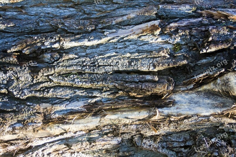 Bark Tree Bark Log Wood Structure