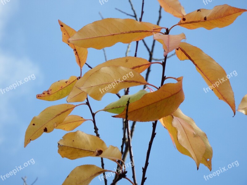 Leaves Last November Emerge Autumn