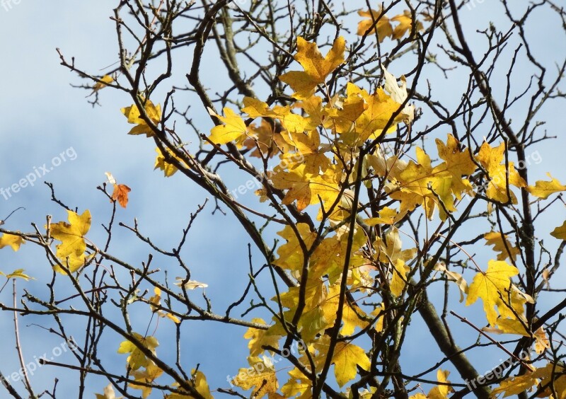 Maple Maple Tree Maple Leaves Autumn Last Leaves