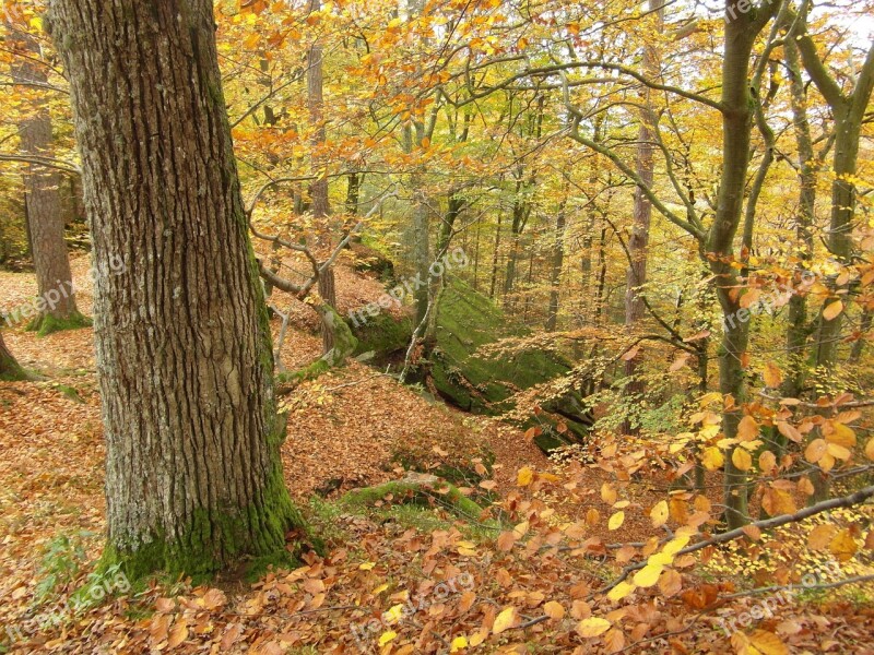 Tree Emerge Autumn Forest Rock