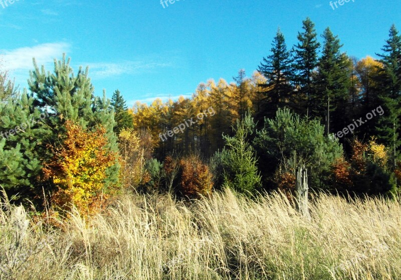 Larch Golden Conifer Emerge Autumn