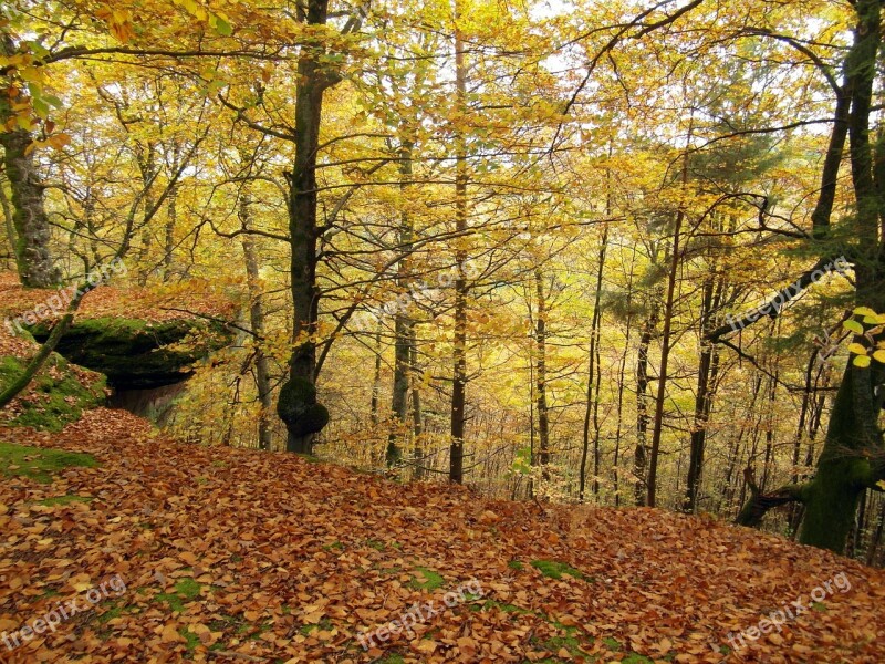 Tree Emerge Autumn Forest Rock