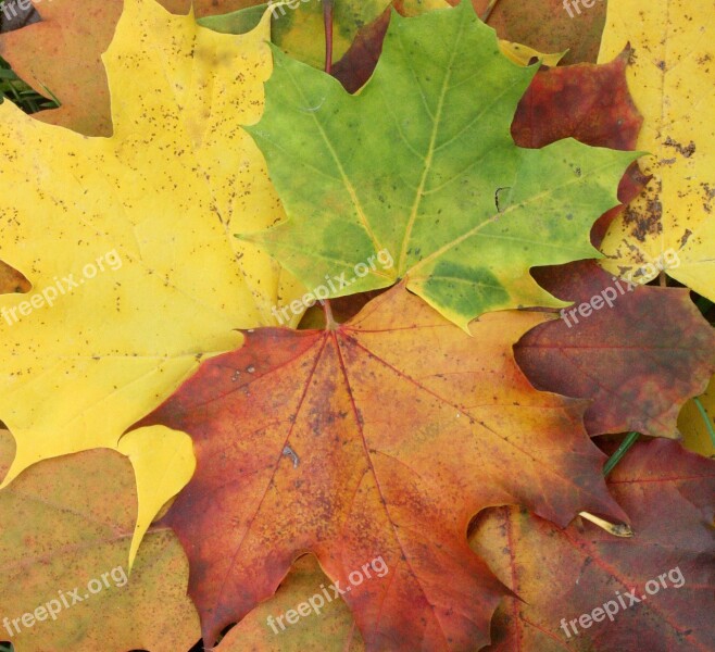 Maple Leaves Maple Autumn Leaves Colorful