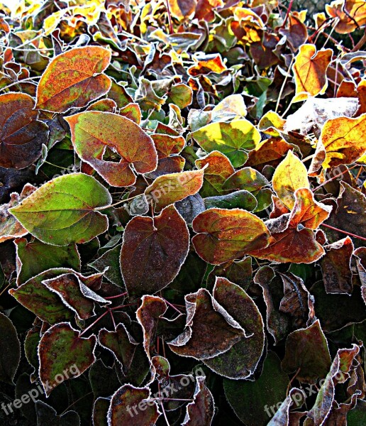 Morning Hour Epimedium Fairy Flower Shrub Leaves