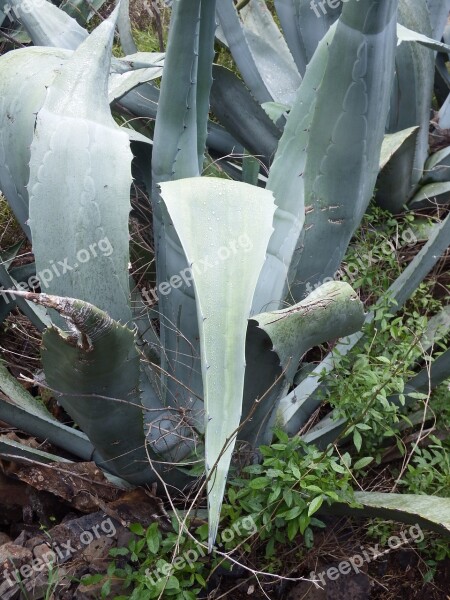 Agave Cactus Succulent Plant Free Photos