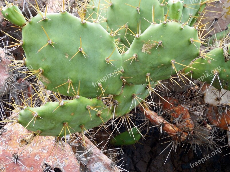 Cactus Prickly Green Subtropical Close Up