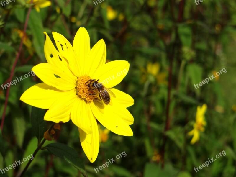 Bee Insect Blossom Bloom Yellow