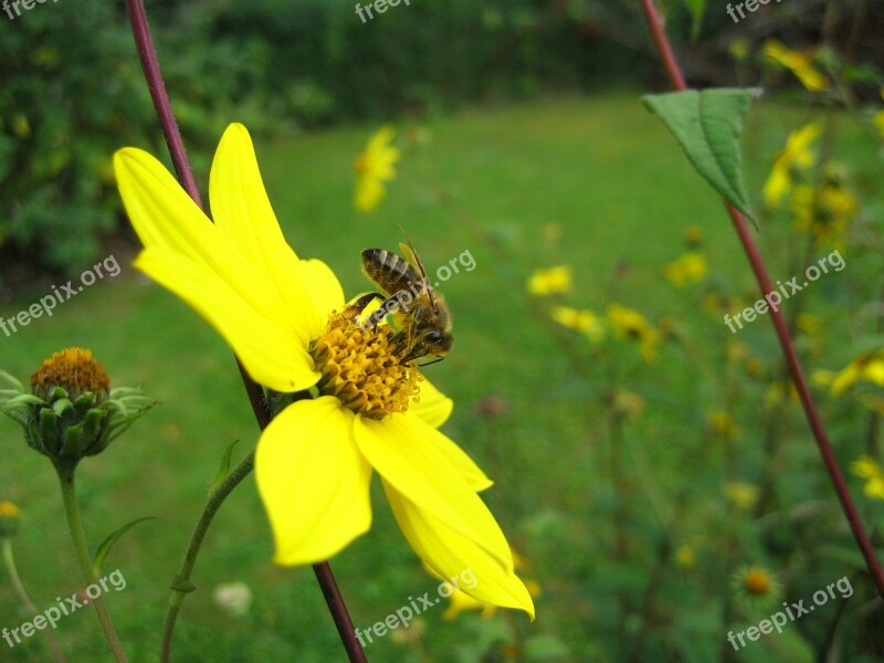 Bee Insect Blossom Bloom Yellow