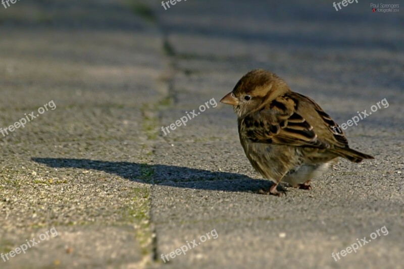 Mus Bird Small Free Photos