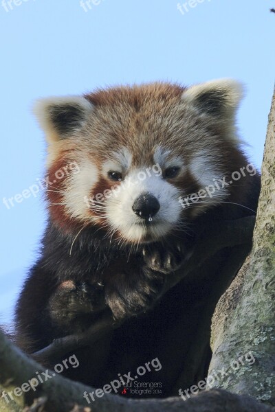 Red Panda Bear Zoo Free Photos