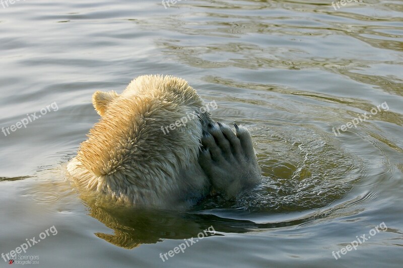 Polar Bear Bear Zoo Free Photos