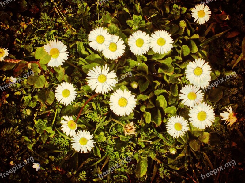 Daisy Nature Green Field Flower Free Photos